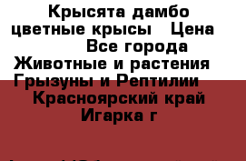 Крысята дамбо цветные крысы › Цена ­ 250 - Все города Животные и растения » Грызуны и Рептилии   . Красноярский край,Игарка г.